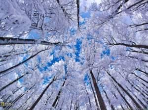 Trees covered with snow and ice