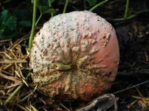 A large squash on the ground in a garden.