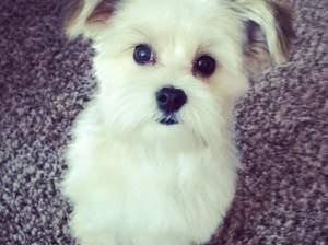 Morkie puppy