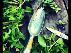 Foraged greens and garden hand tools on a table.