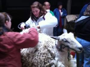 Two young women shear a sheep in a barn.