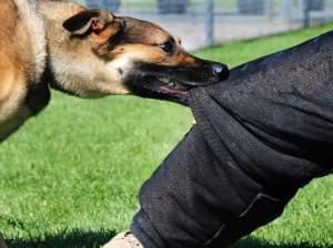 a man getting bit by a dog