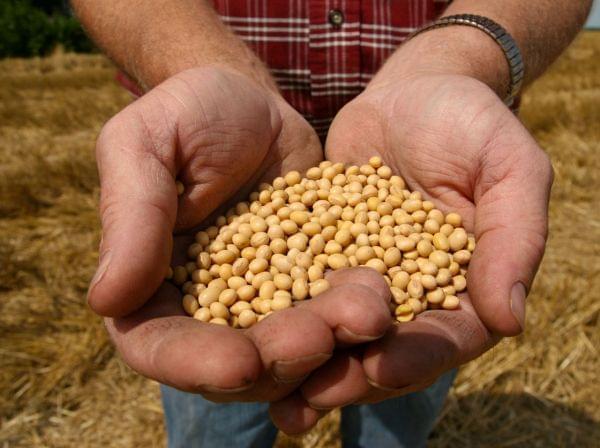 soybean seeds