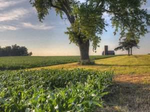 a photo of the prairie and a cornfield