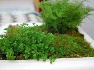 An indoor plant planted inside a Styrofoam cooler lid.