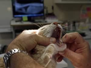 Veterinarian Dr. Gaylord Brown examines Mickey, a cat with diabetes, at Leo Grillo's DELTA (Dedication & Everlasting Love to Animals) Rescue complex in Acton, Calif. 