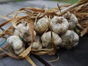 A bunch of dried garlic braided together