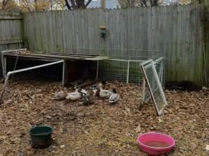 Several ducks in a pen