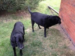 Jane Dallas' dogs Rebel and Boone.