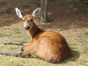 a healthy deer in the woods