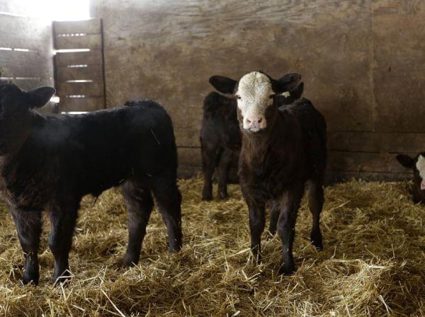 cows in a barn