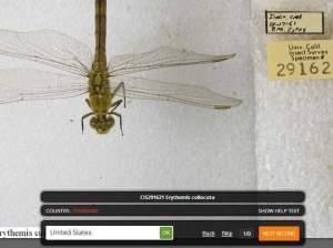Notes From Nature allows volunteers to digitally catalog thousands of scientific specimens, like this insect from the Calbug project.