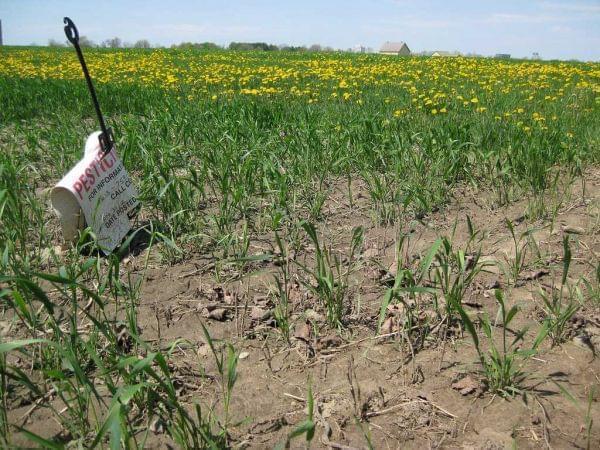 A farm field affected by drought