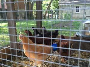 Chickens in a chicken coop.