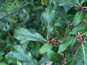 A branch of unripe autumn olives