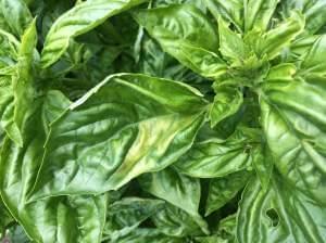 Basil plants with yellowing leaves