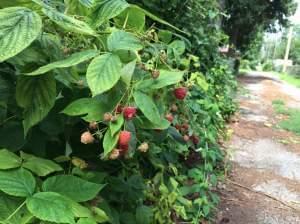 Red berries growing in an alley