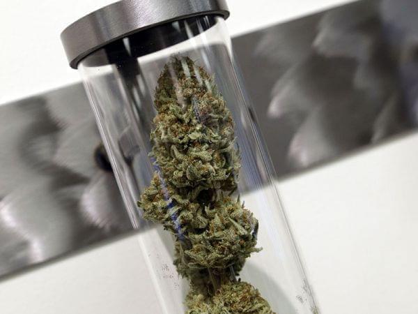 A sample of medical marijuana is displayed at a dispensary in Portland Oregon.