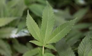 This 2011 file photo shows medical marijuana clone plants at a dispensary in Oakland, California.