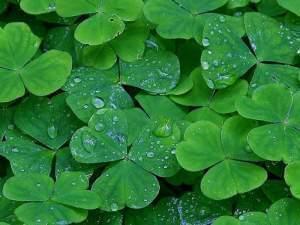 Shamrocks