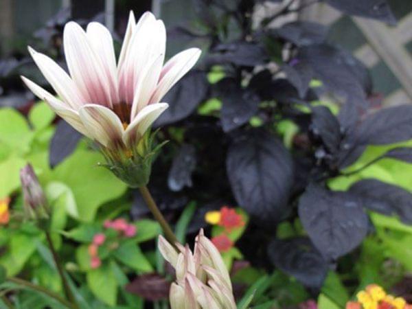 Flower at Country Arbors Nursery