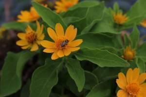 A bee collecting pollen from a flower at the Pollinatrium