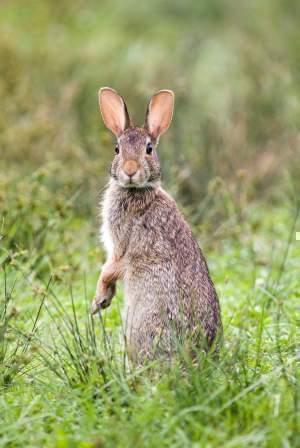 Eastern Cottontail on hind legs in a field