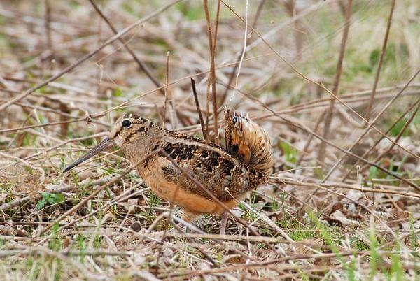 An American Woodcock in Meadowbrook Park in Urbana, IL.