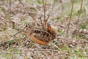 An American Woodcock in Meadowbrook Park in Urbana, IL.