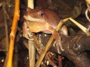 A frog known as a "Spring Peeper" sits on a wet branch