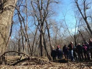 Participants at the Allerton Winter Tree Identification Hike looking up at a state champion
swamp white oak