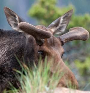 Close-up of a moose in the Rocky Mountains