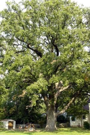 A bicentennial oak, one more than 200 years old