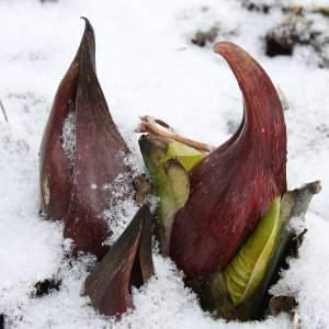 A Skunk Cabbage grows out of the snow