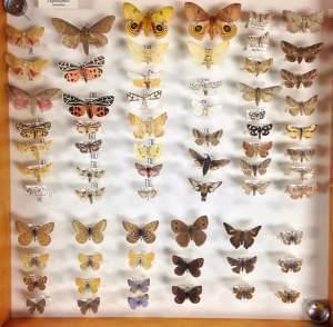 A case from the James Fry insect collection, containing familiar moths and butterflies