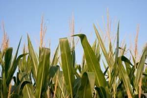 Corn stalks