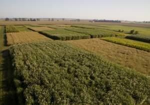 grasses growing in a test plot