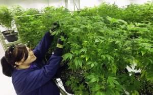 In this Sept. 15, 2015 file photo, Ashley Thompson inspects marijuana plants inside the "Mother Room" at the Ataraxia medical marijuana cultivation center in Albion, Ill.