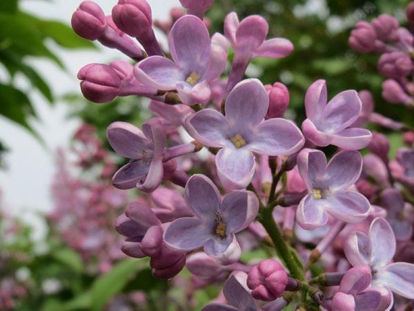 lilacs in bloom