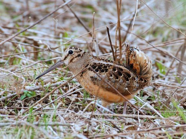 Profile of a light brown bird with dark speckling on the ground. Very long bill and tail cocked upright.