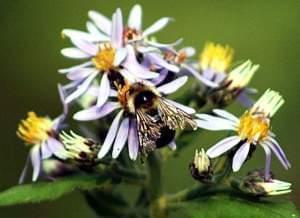 A bee gathers nectar from a flower, while also pollinating it. 