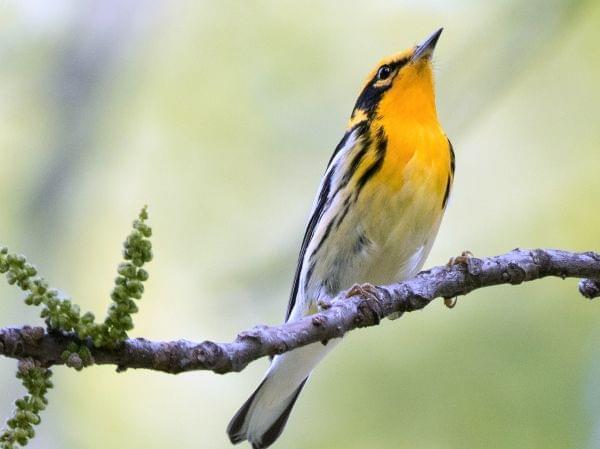 A small bird with brilliant yellow-orange throat and chest perched on a branch photographed from below.