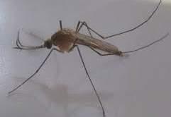 Culex mosquito