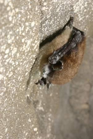 A small bat with fuzzy white fungus on its muzzle clings to a rock surface.