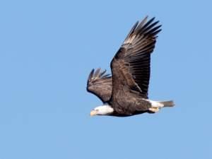 A mature bald eagle in flight.