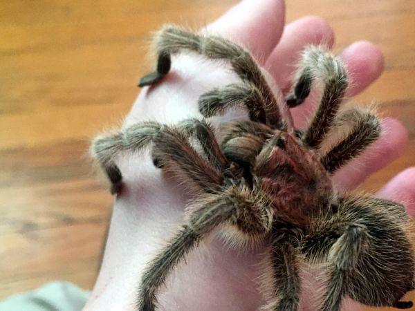 Close-up of the photographer's pet tarantula on his hand.  