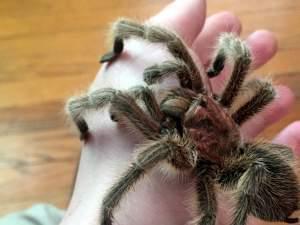 Close-up of the photographer's pet tarantula on his hand.