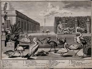 Drawing of birds in Greece