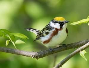 Tight shot of a small songbird with a bright green cap and brown back. It's bright white below with two lateral, chestnut stripes.