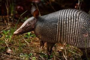 An Armadillo